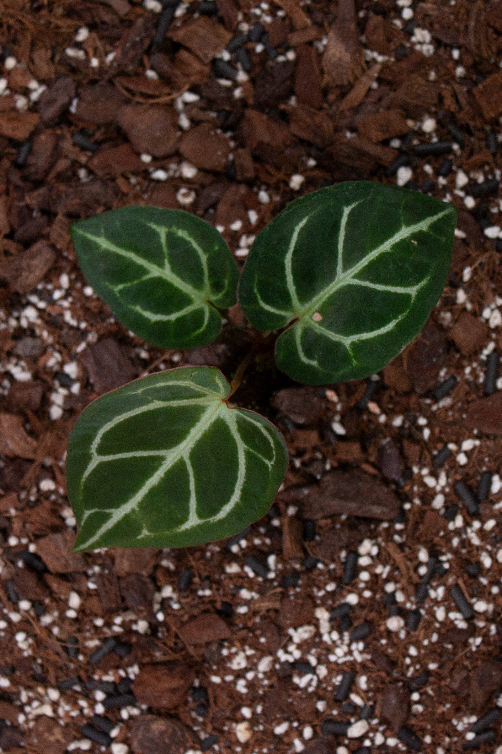 Anthurium Crystallinum Crystal Hope