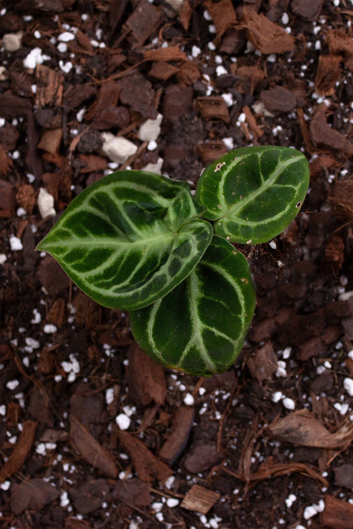 Anthurium Crystallinum