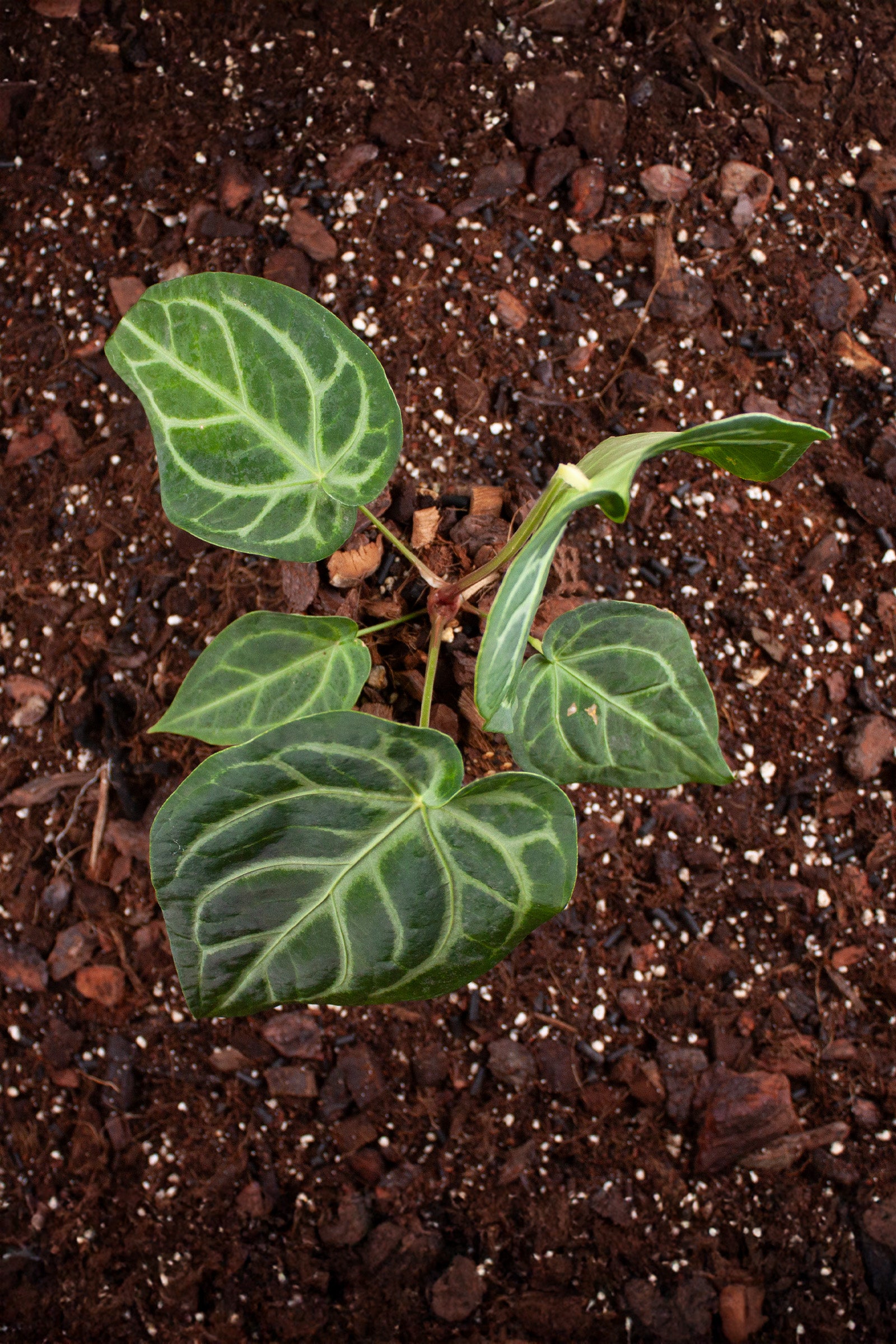 Anthurium Magnificum