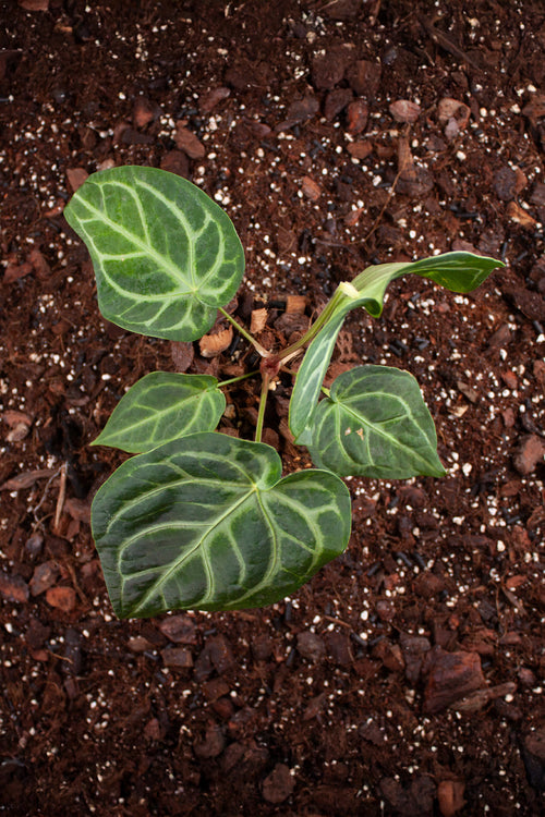 Anthurium Magnificum