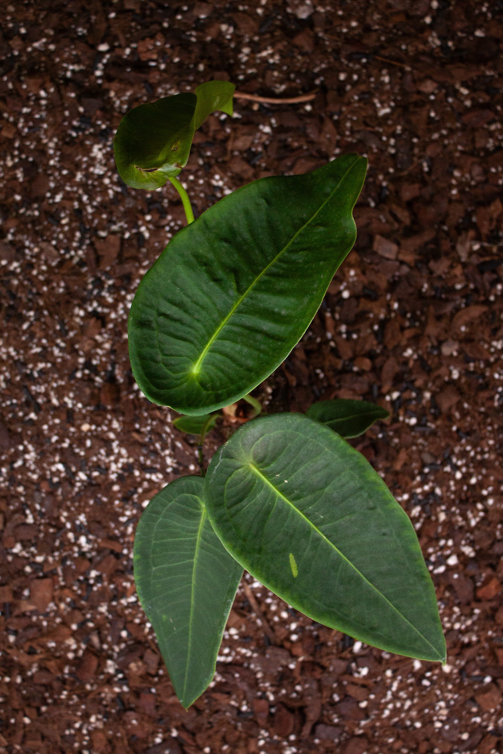 Anthurium Peltigerum