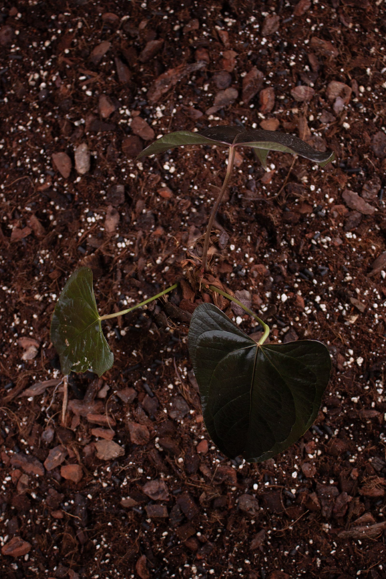 Anthurium Queen of Hearts