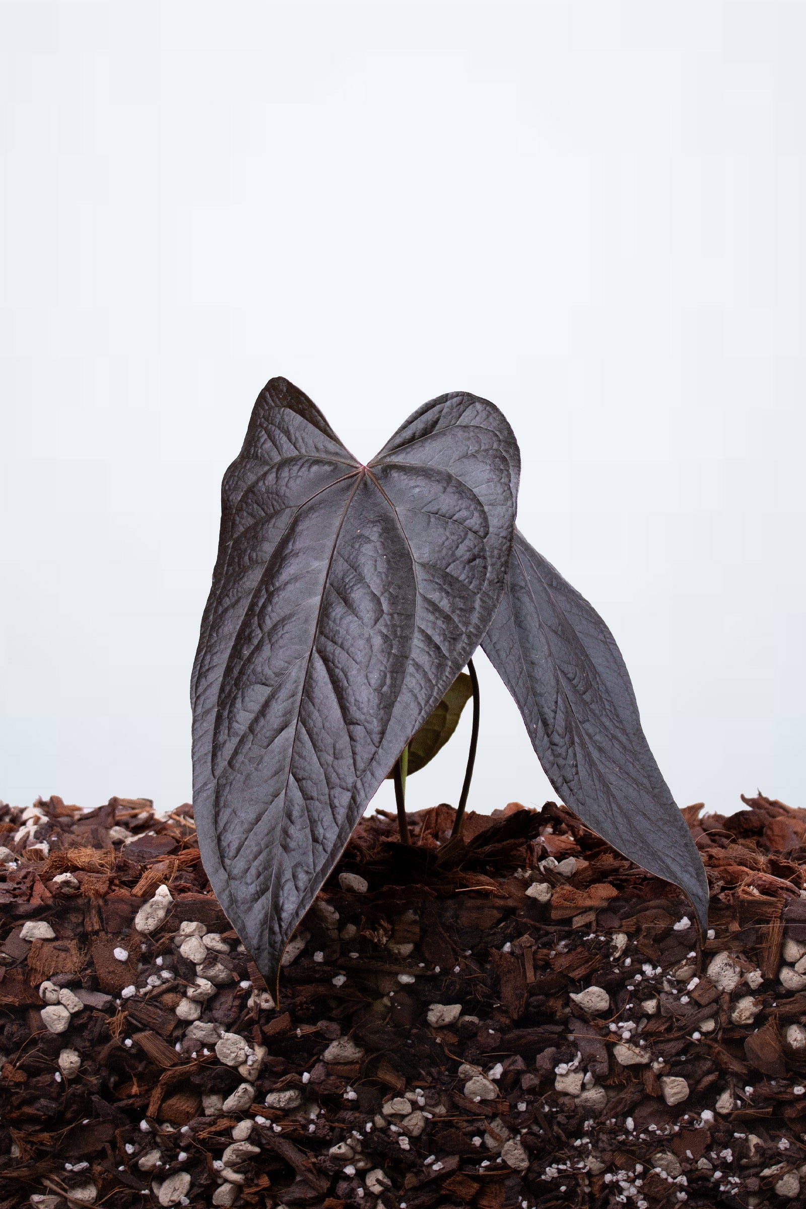 Anthurium Queen of Hearts