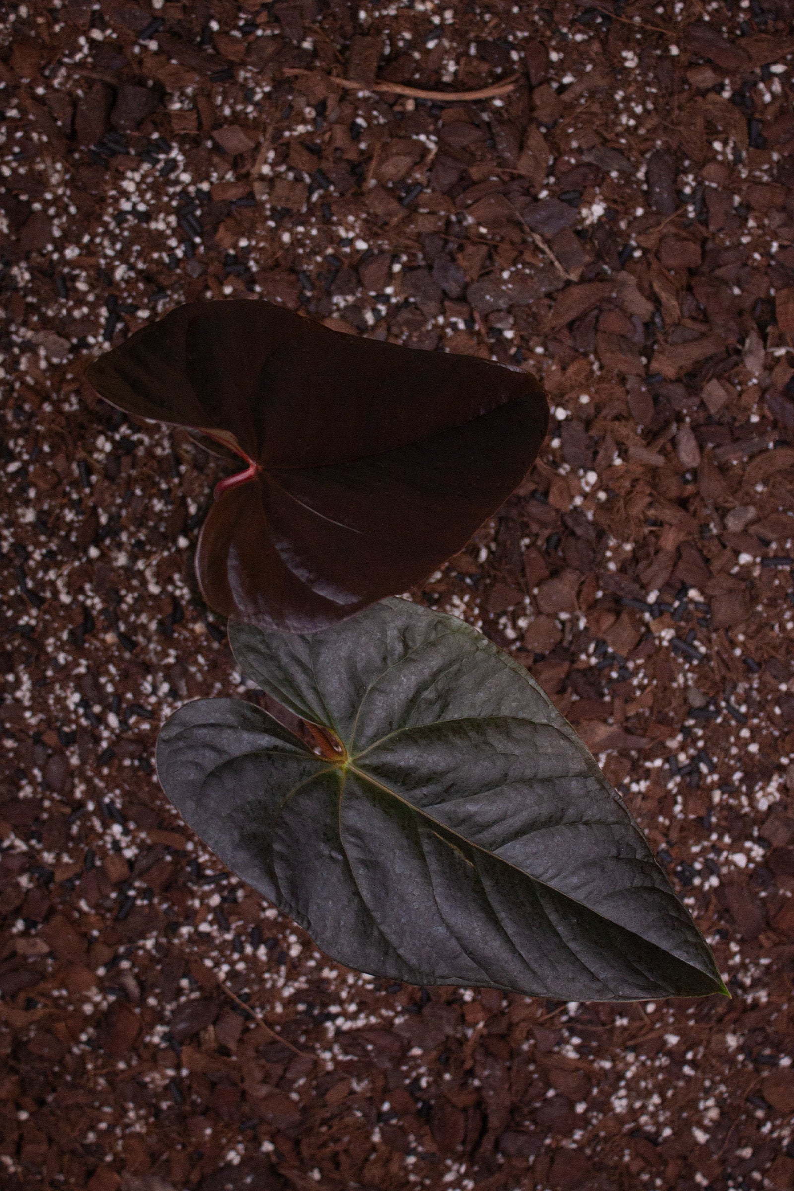 Anthurium ‘Red Beauty’