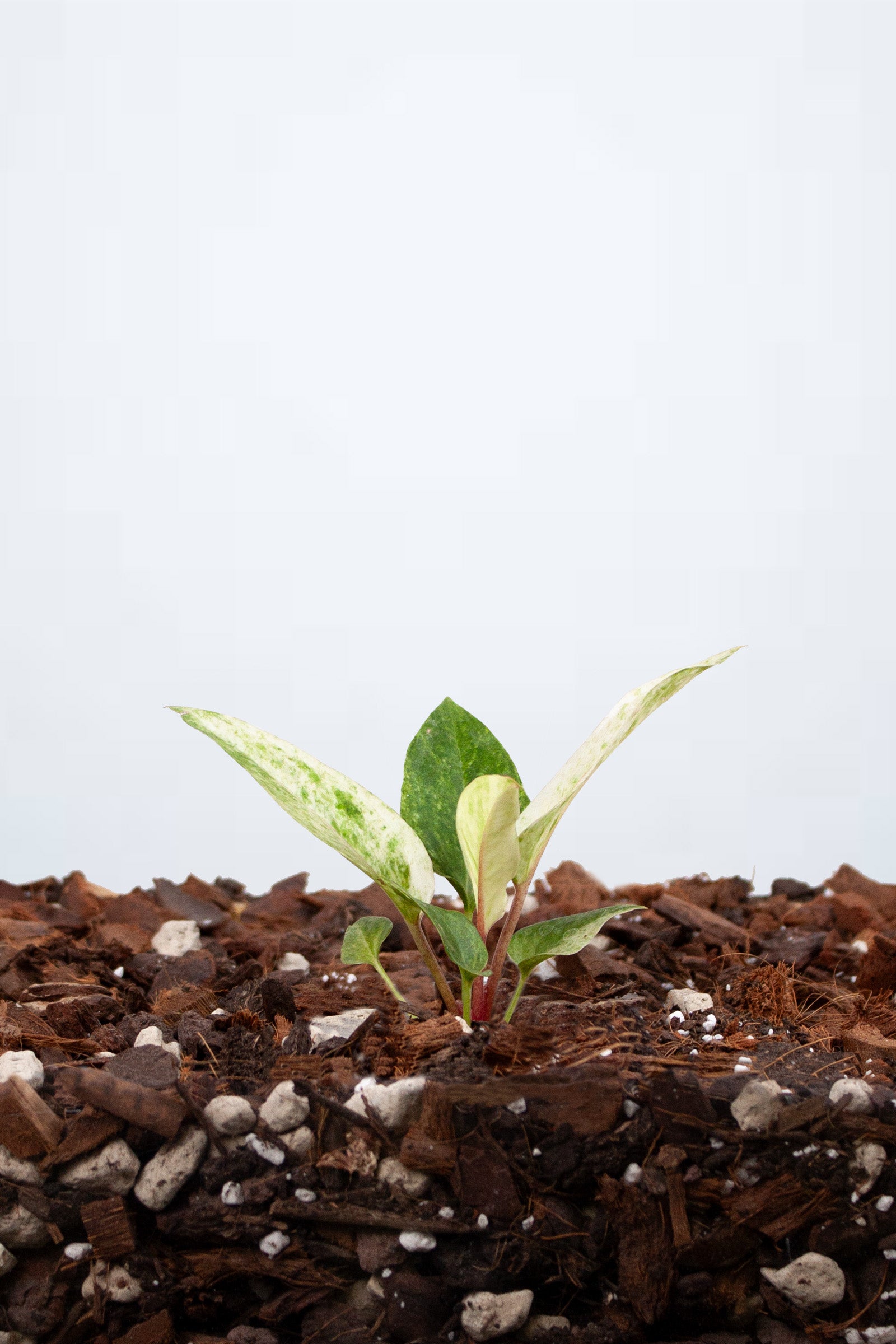 Anthurium Renaissance Variegata
