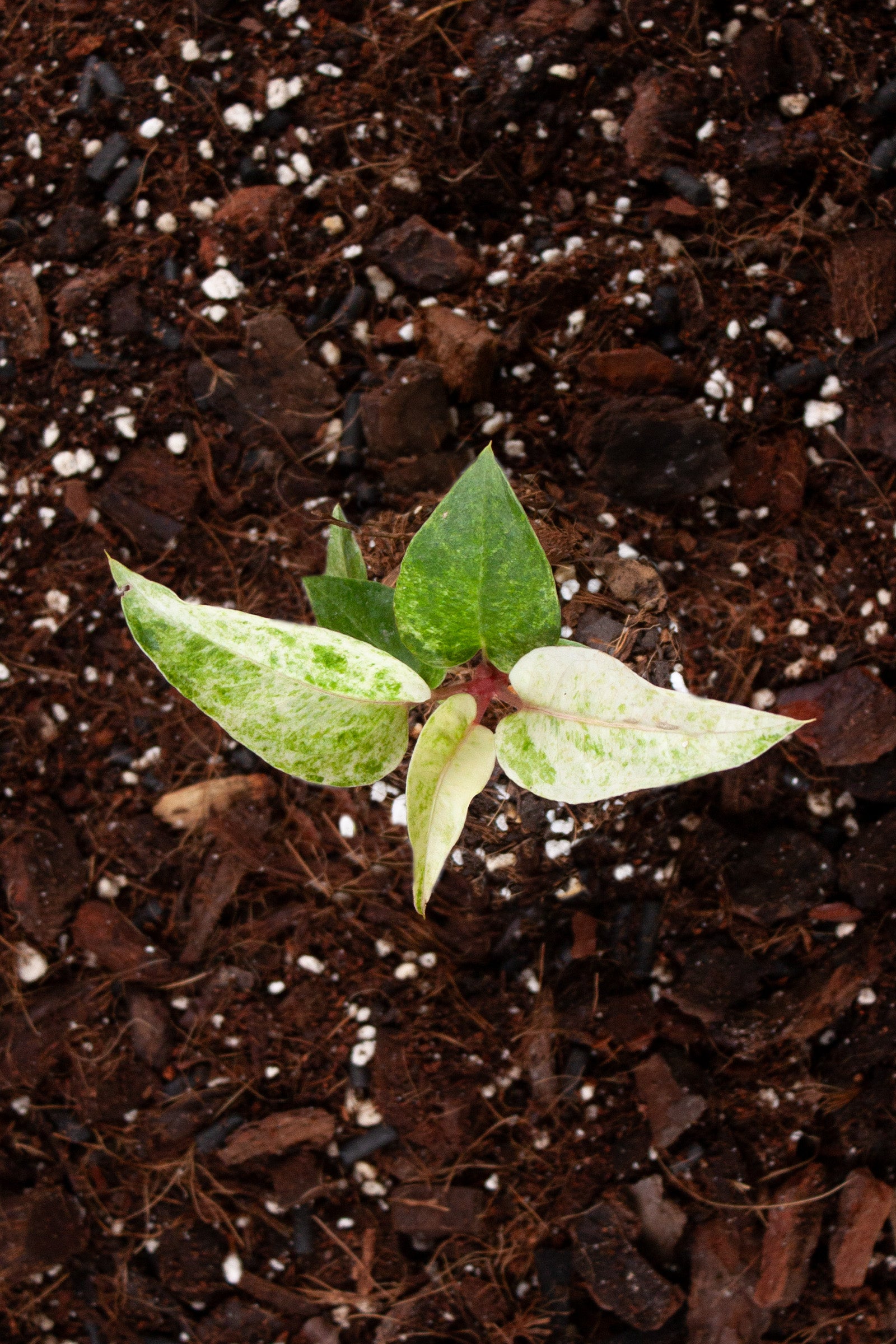 Anthurium Renaissance Variegata