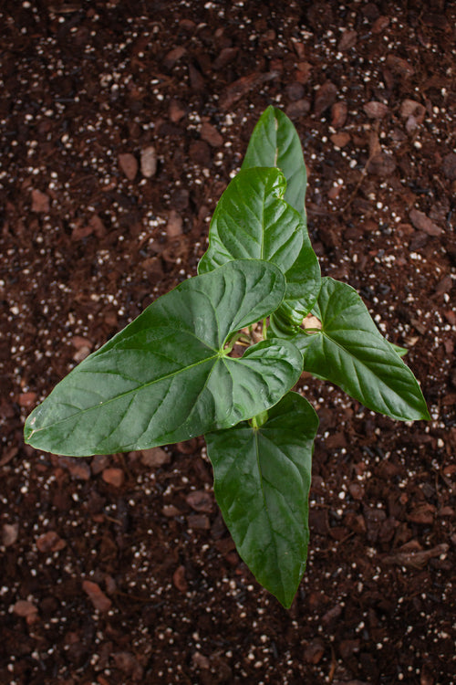 Anthurium Balaoanum