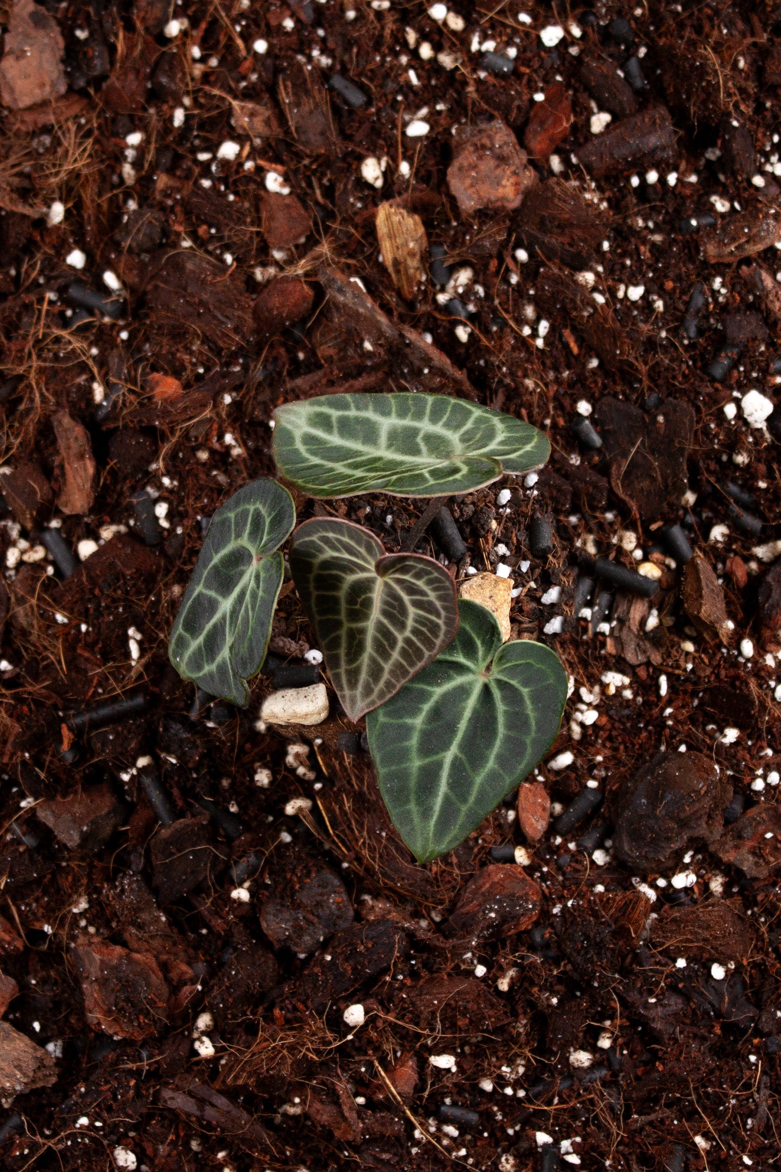 Anthurium Clarinervium