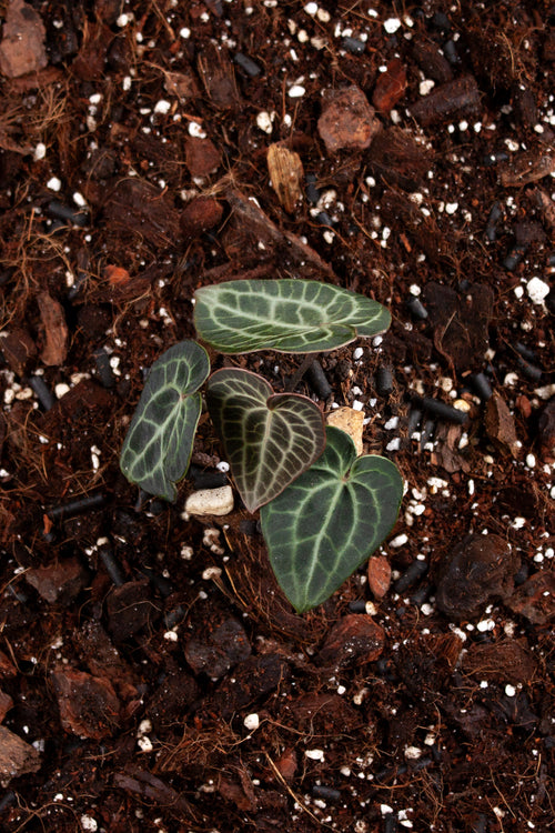 Anthurium Clarinervium