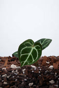 Anthurium Crystallinum Crystal Hope