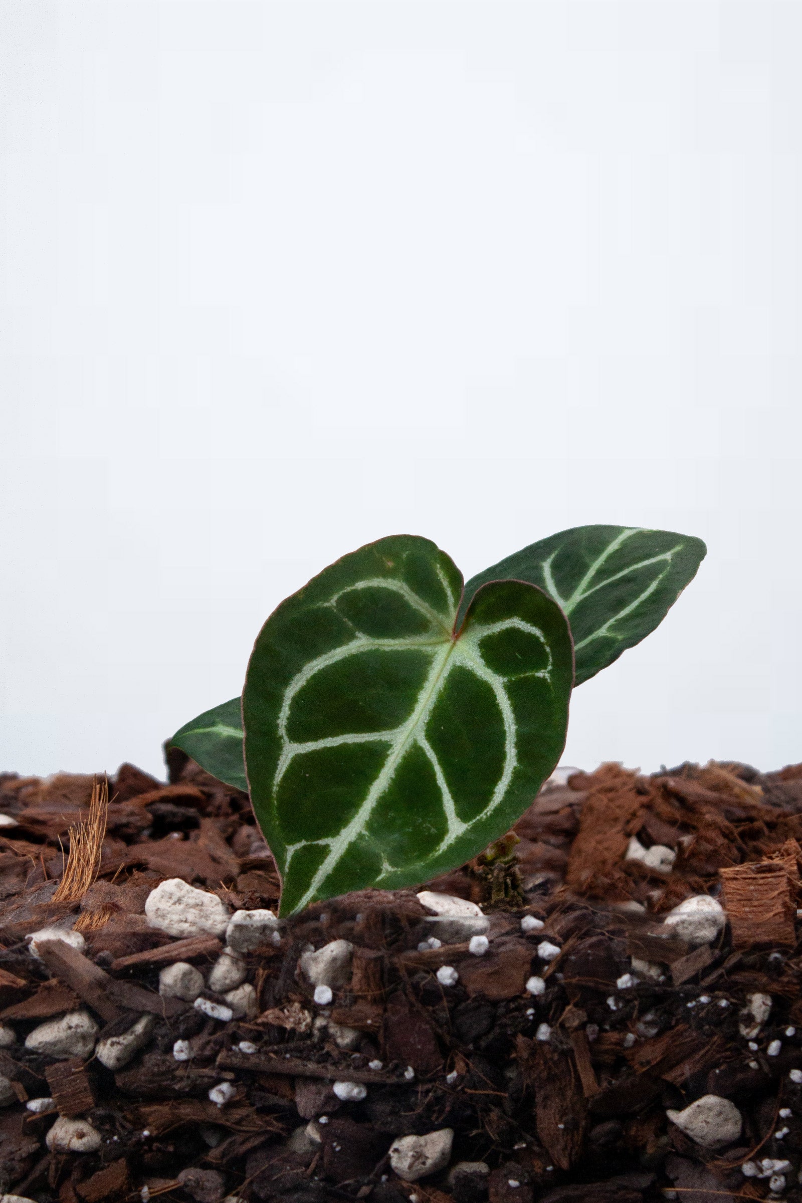 Anthurium Crystallinum Crystal Hope