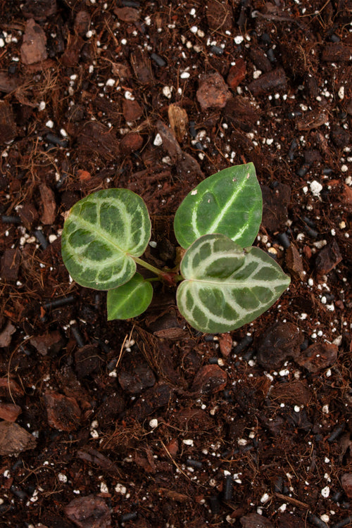 Anthurium Crystallinum Crystal Hope