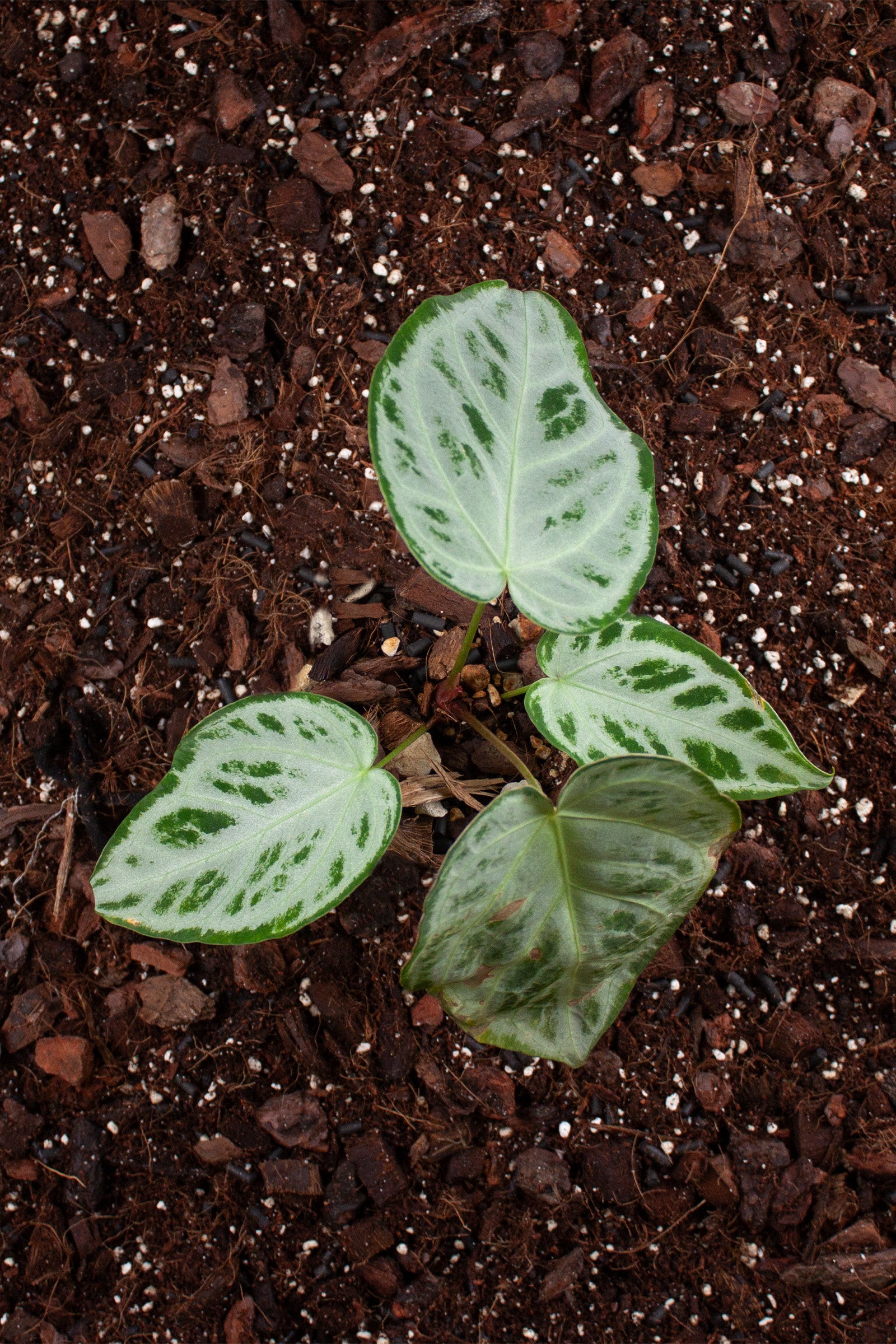 Anthurium Crystallinum Super Silver Blush