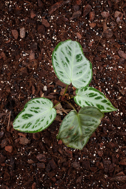 Anthurium Crystallinum super Silver Blush
