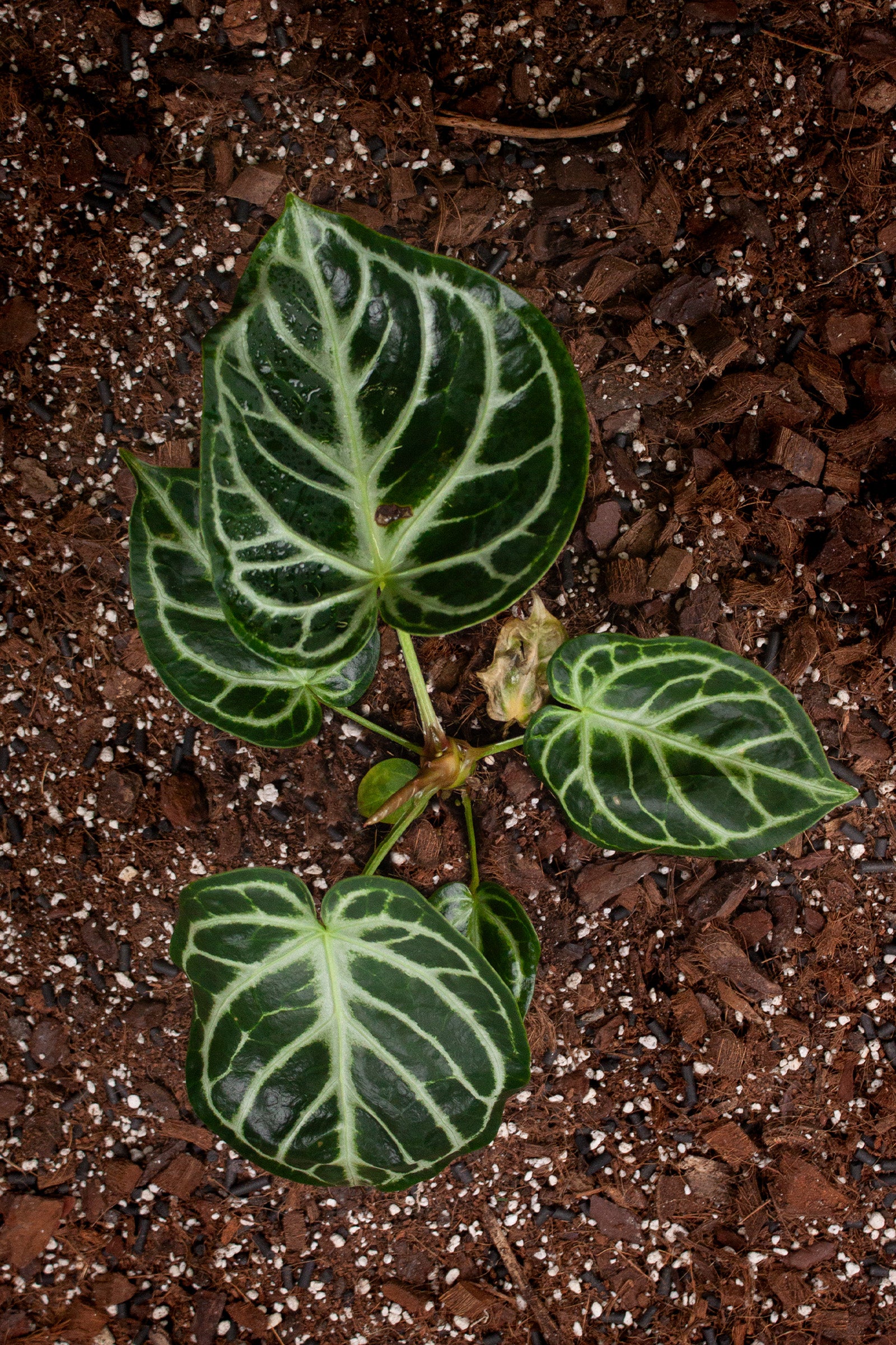 Plante du Mois - Anthurium crystallinum 'Silver Blush'