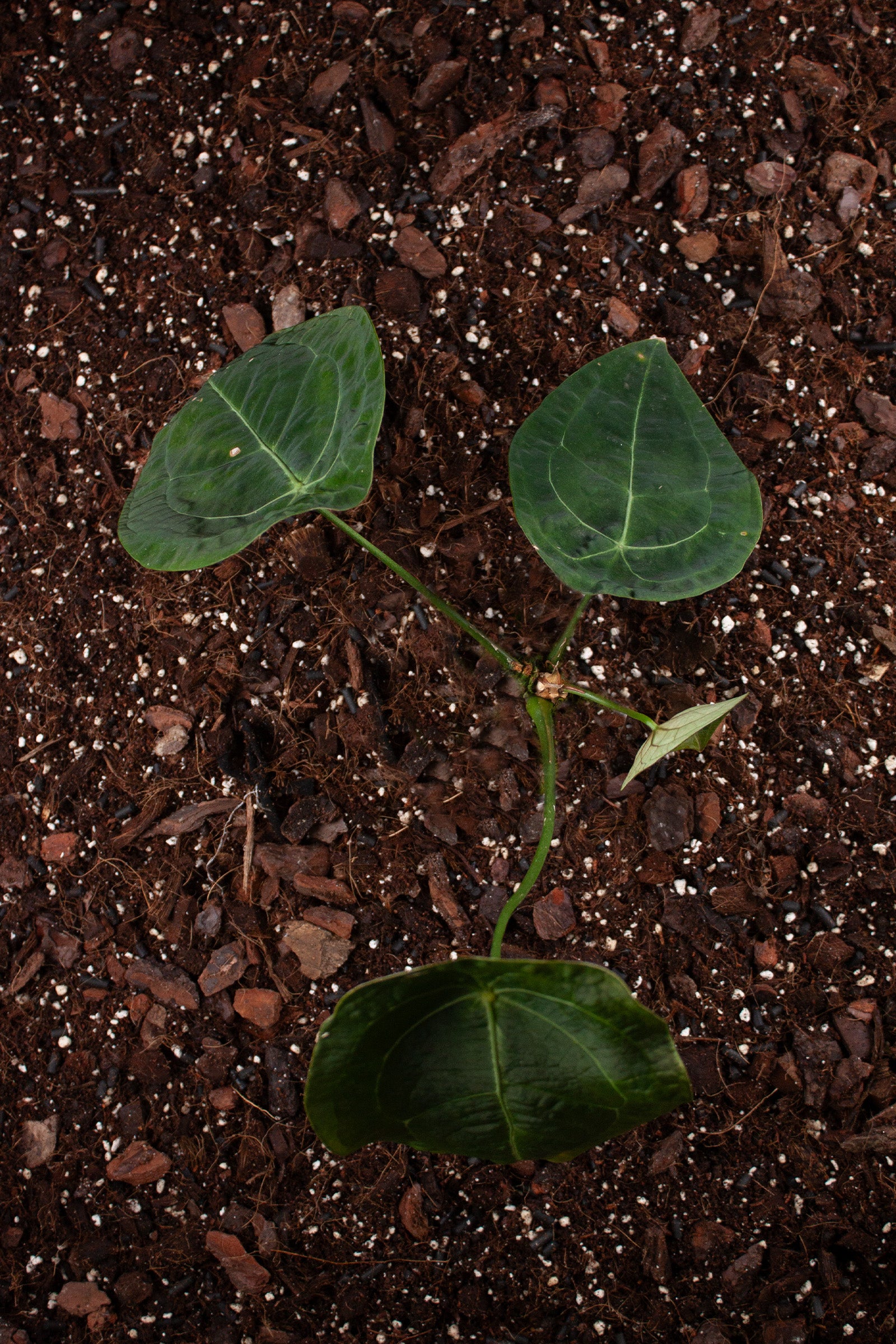 Anthurium Forgetii x Nigrolaminum Gigi
