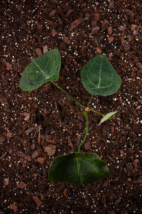 Anthurium Forgetii x Nigrolaminum Gigi