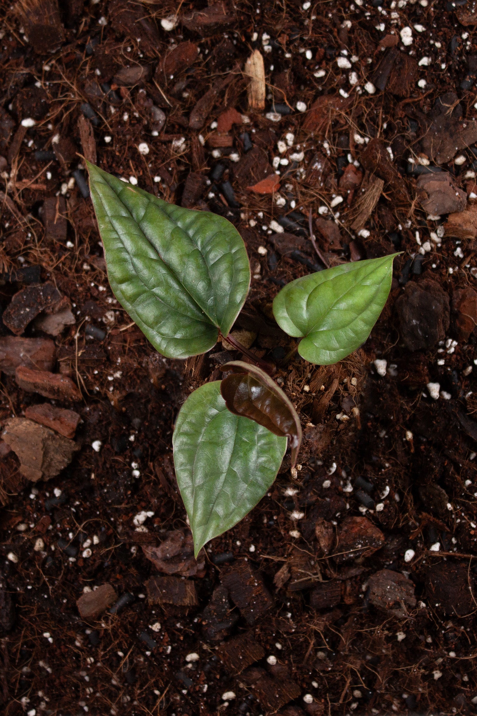 Anthurium Luxurians x Radicans