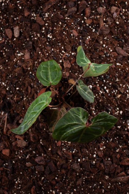 Anthurium Papillilaminum
