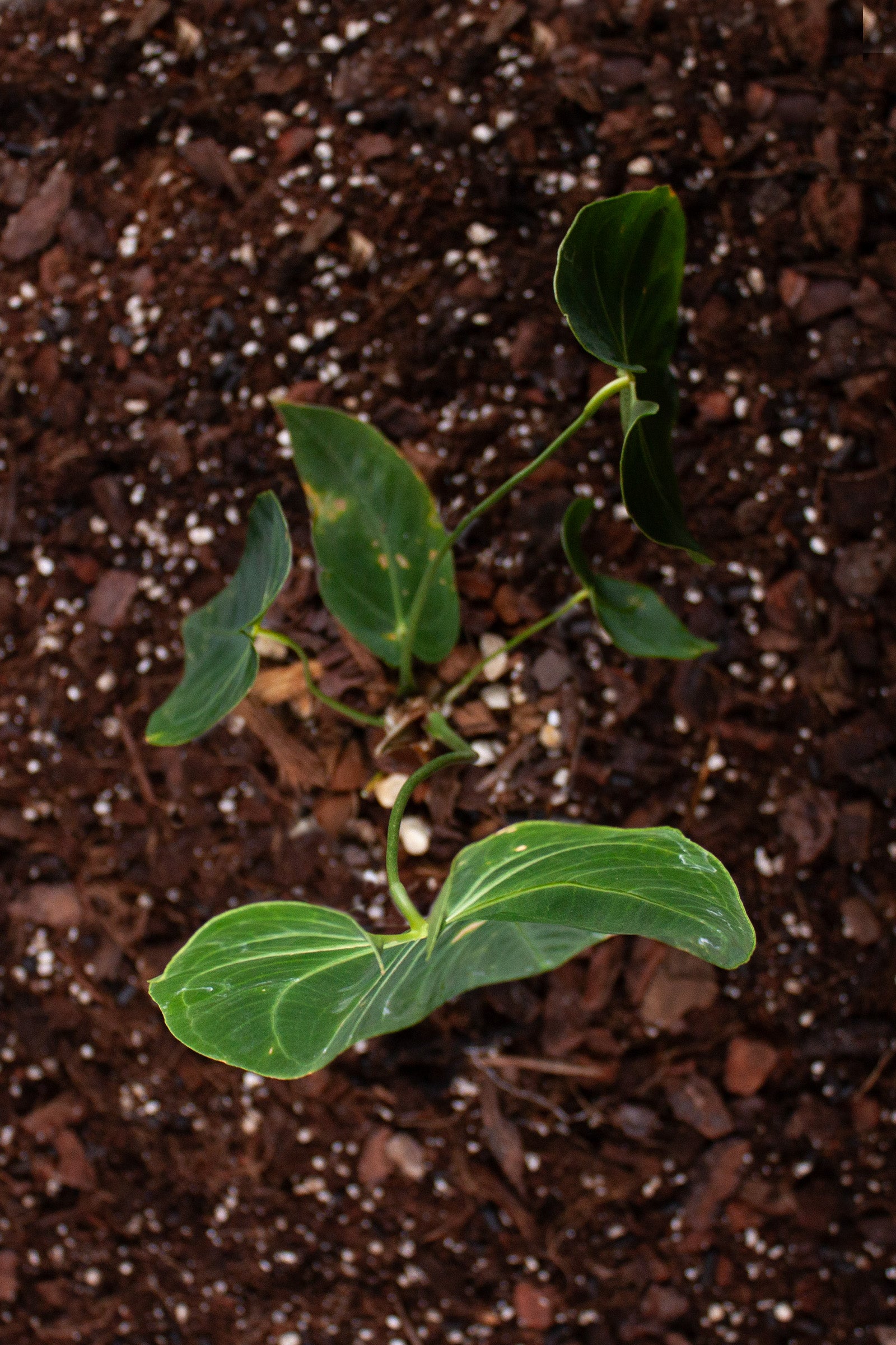 Anthurium Queremalense