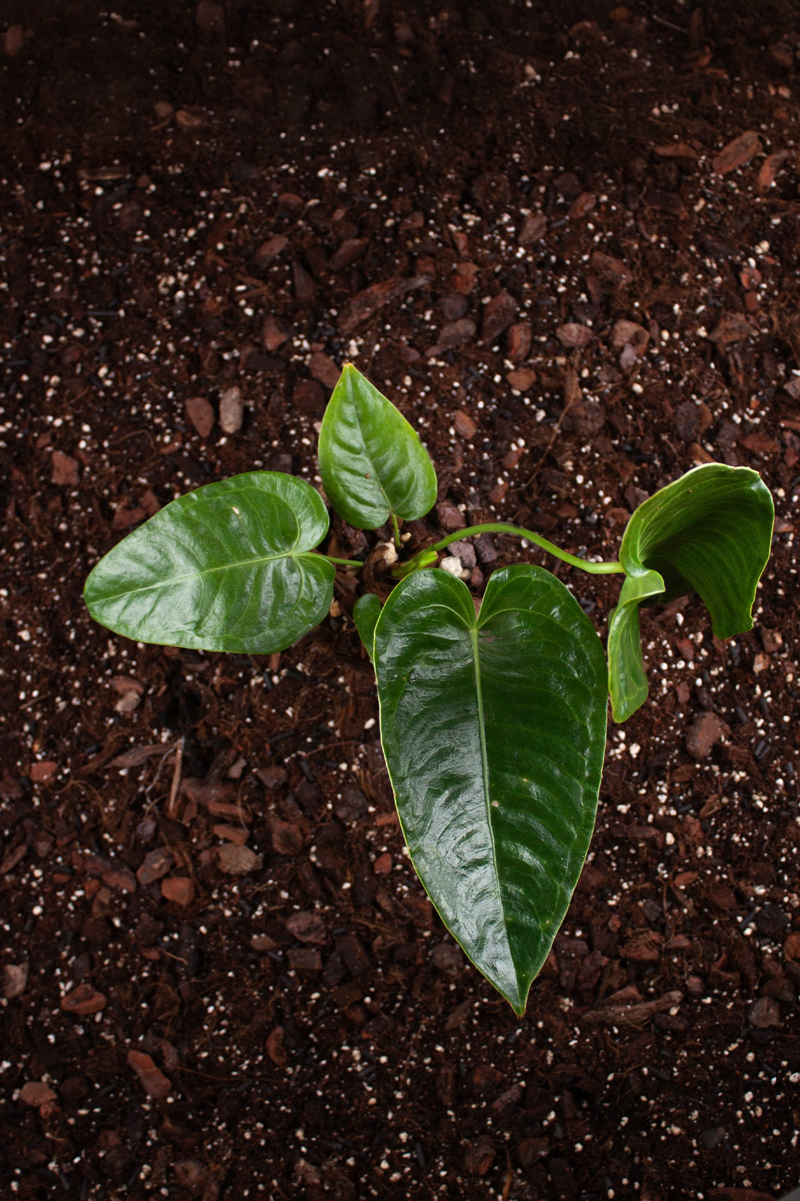 Plante du Mois - Anthurium Veitchii