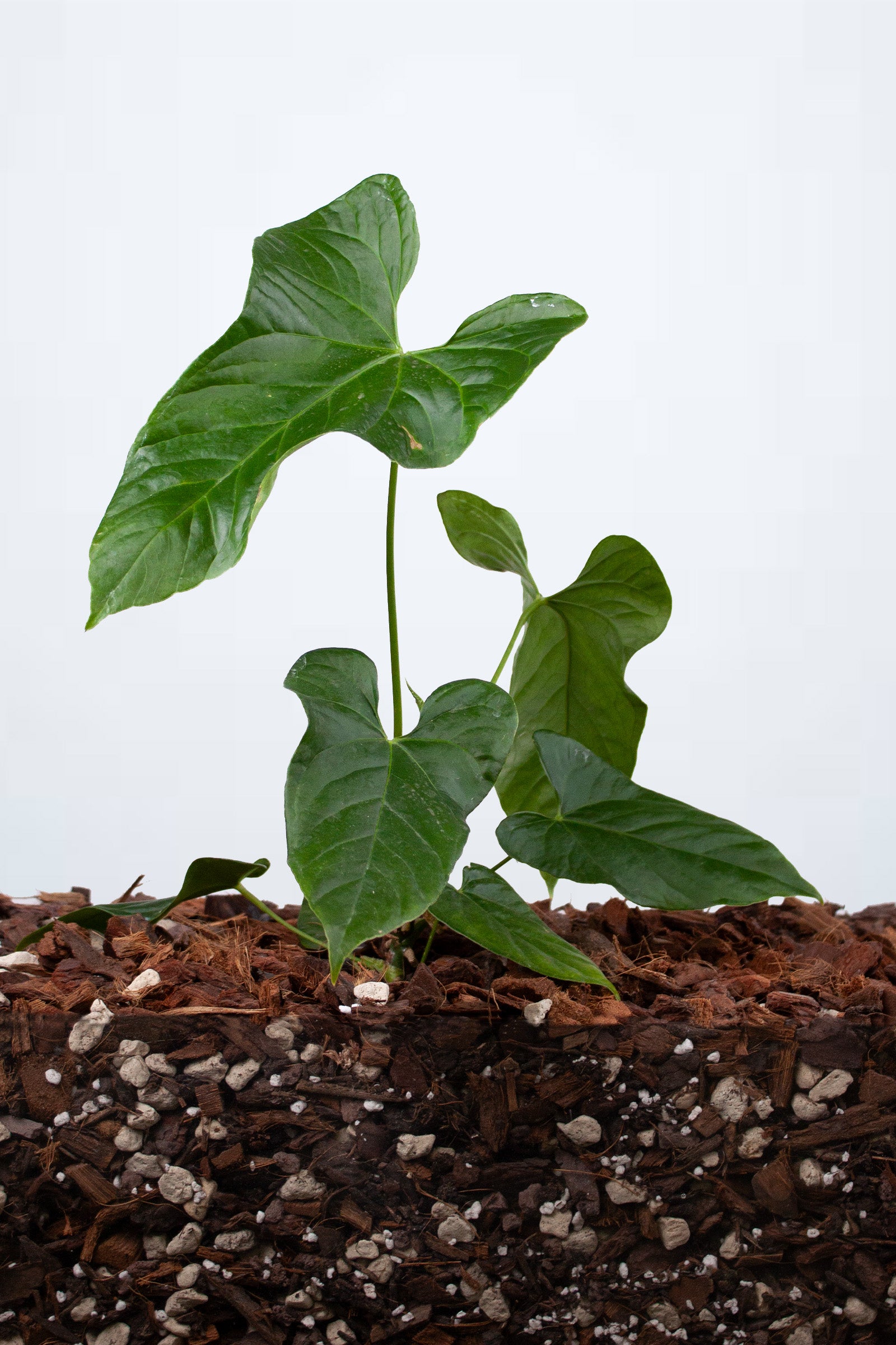 Plante du Mois - Anthurium Balaoanum