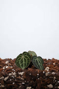 Anthurium Clarinervium