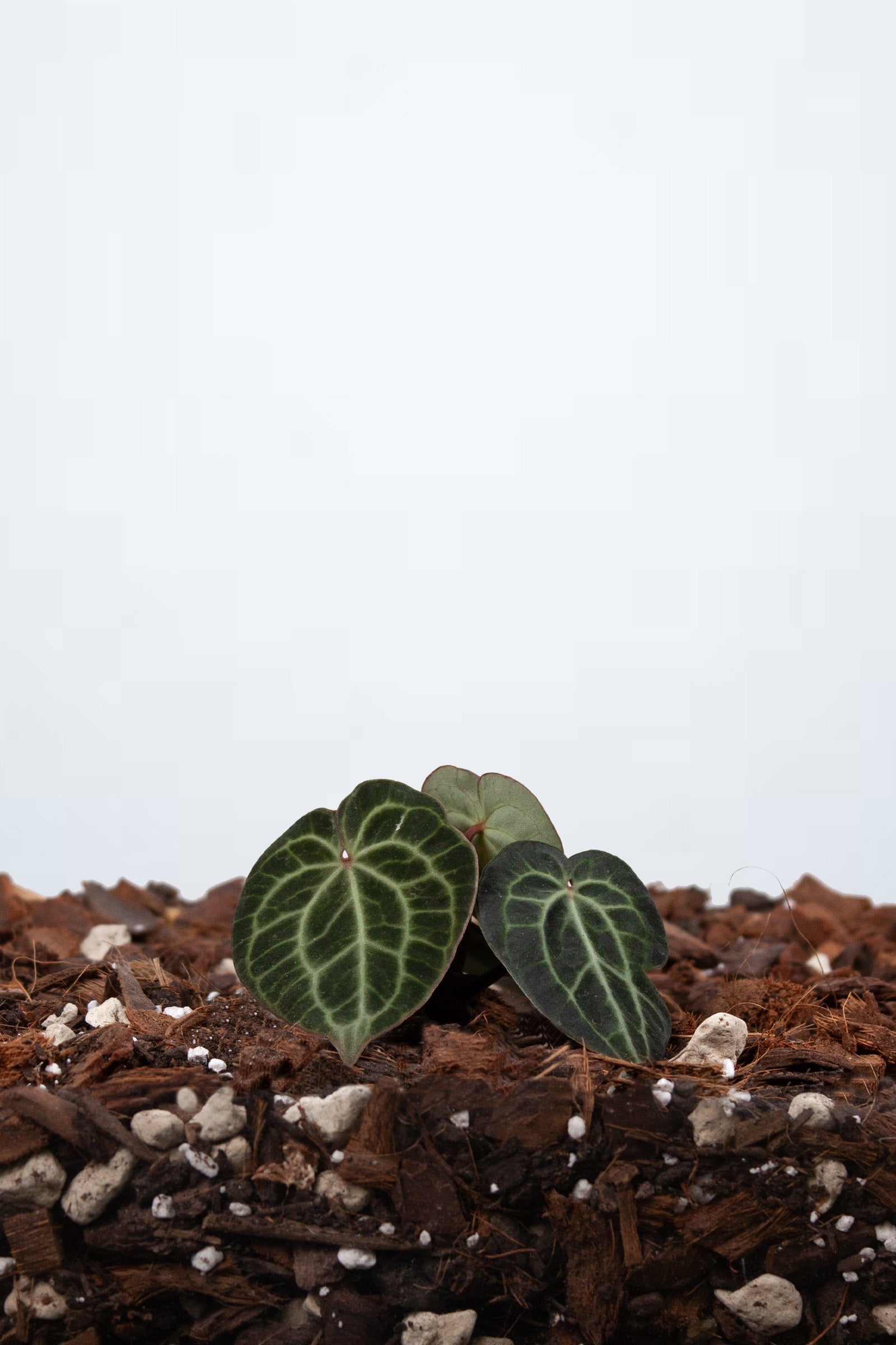 Anthurium Clarinervium