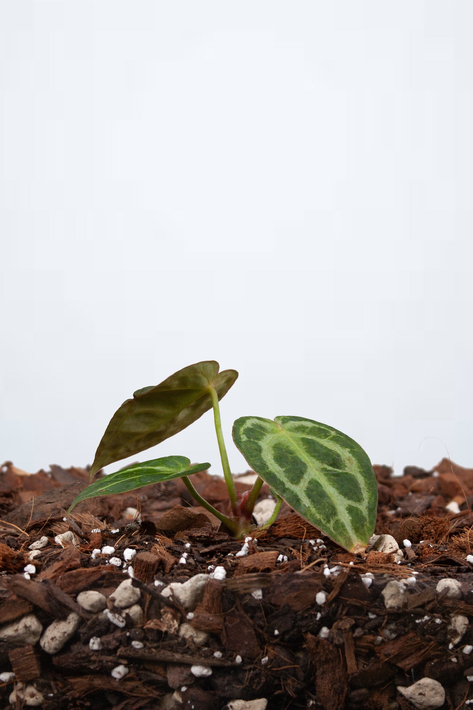 Anthurium Crystallinum Crystal Hope