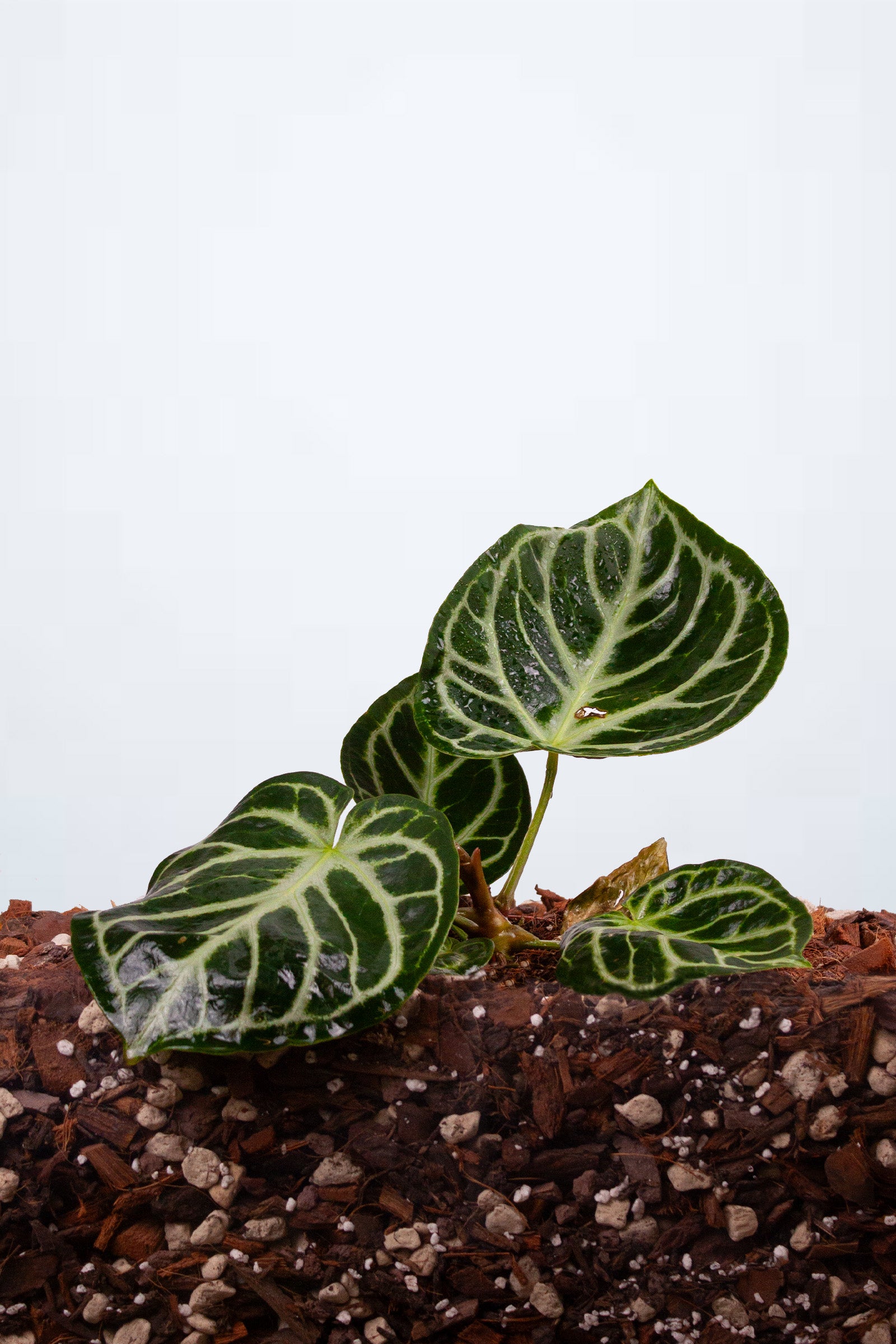 Plante du Mois - Anthurium crystallinum 'Silver Blush'