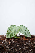 Anthurium Crystallinum Silver Blush
