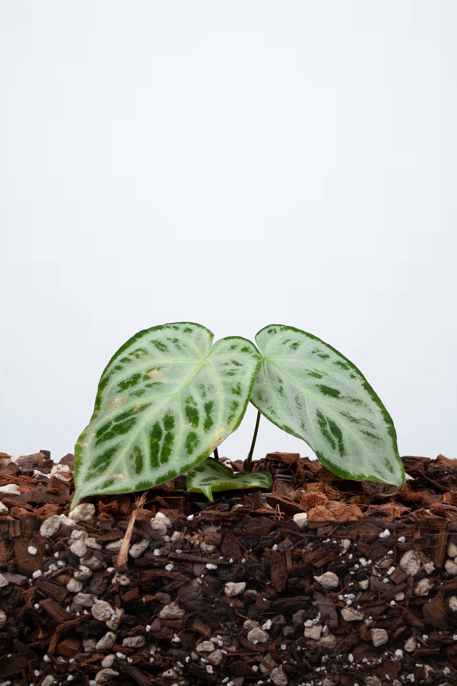 Anthurium Crystallinum Super Silver Blush