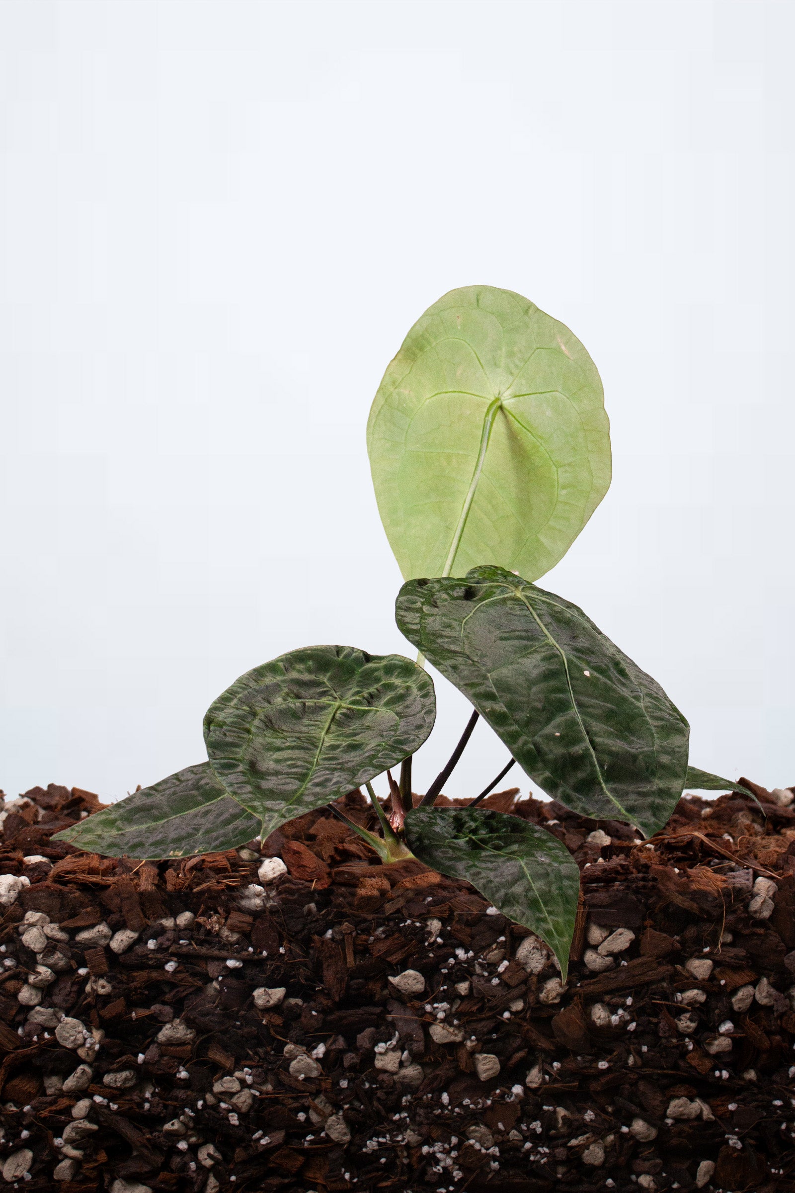 Anthurium Forgetii x Nigrolaminum Gigi