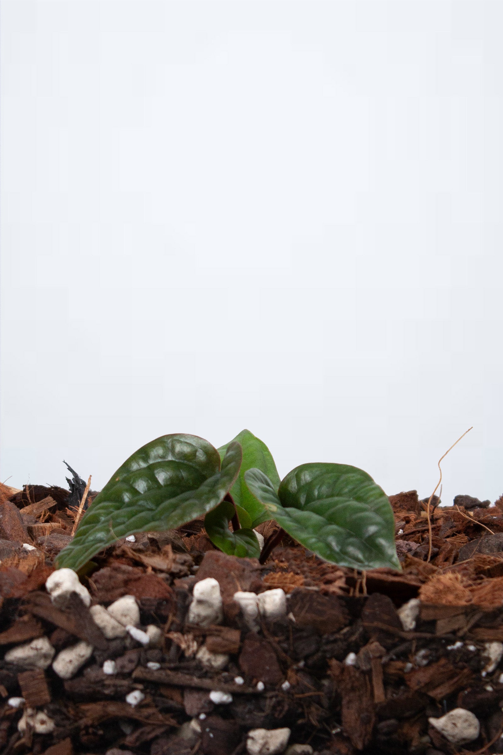 Anthurium Luxurians x Radicans