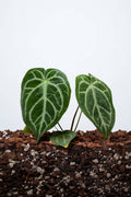 Anthurium Magnificum