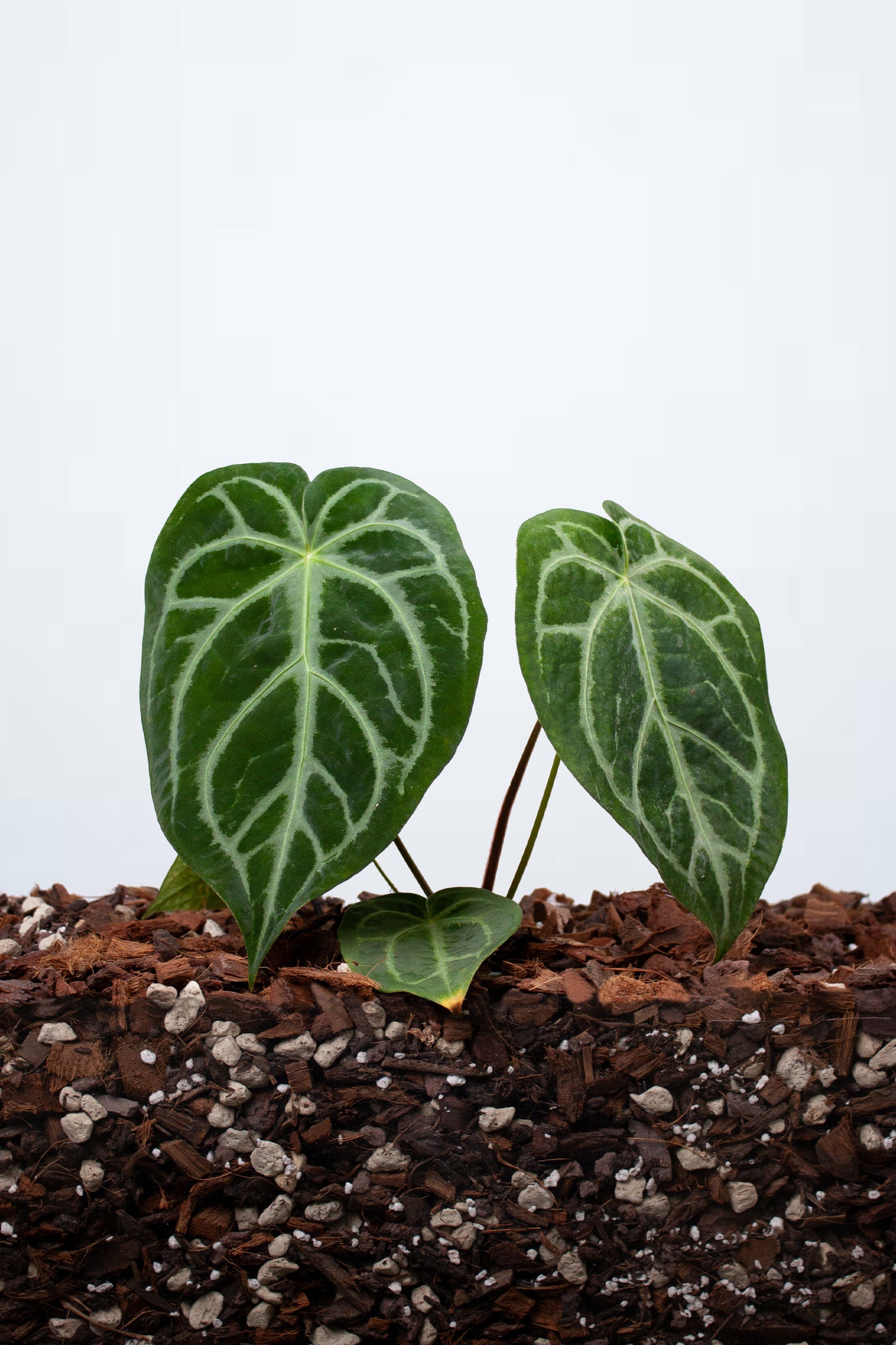 Anthurium Magnificum