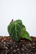 Anthurium Papillilaminum