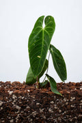 Anthurium Queremalense