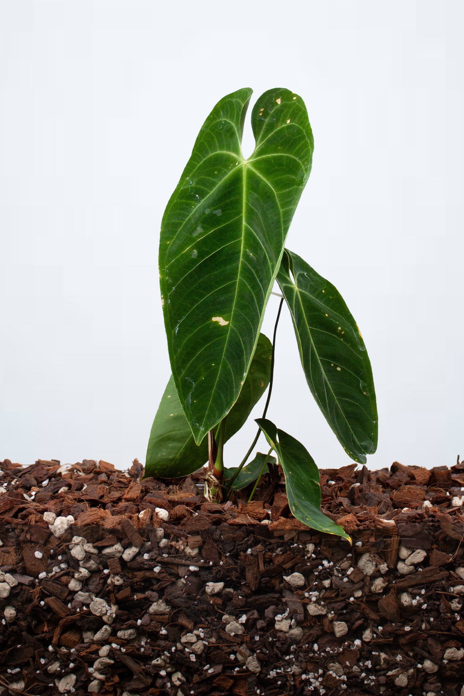 Anthurium Queremalense