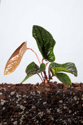 Anthurium Luxurians x Radicans
