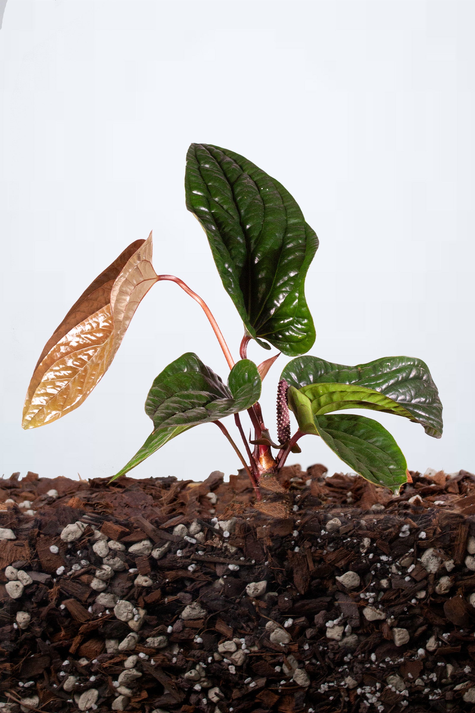 Anthurium Luxurians x Radicans