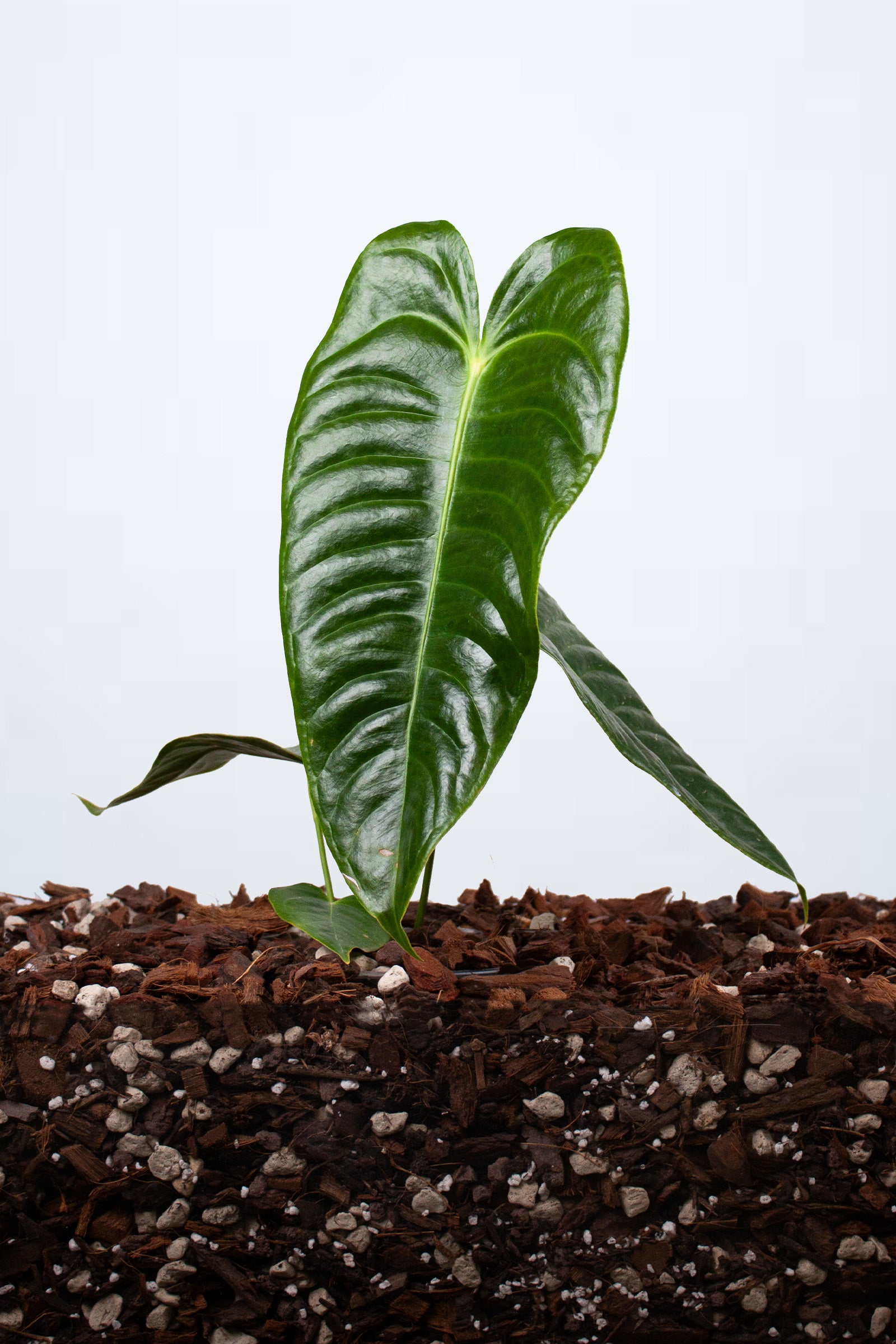 Plante du Mois - Anthurium Veitchii