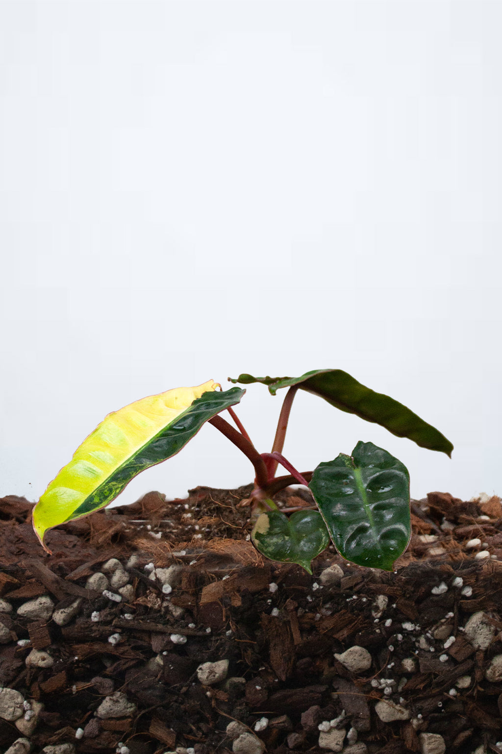 Philodendron billietiae ‘Variegata’