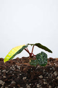 Philodendron billietiae ‘Variegata’
