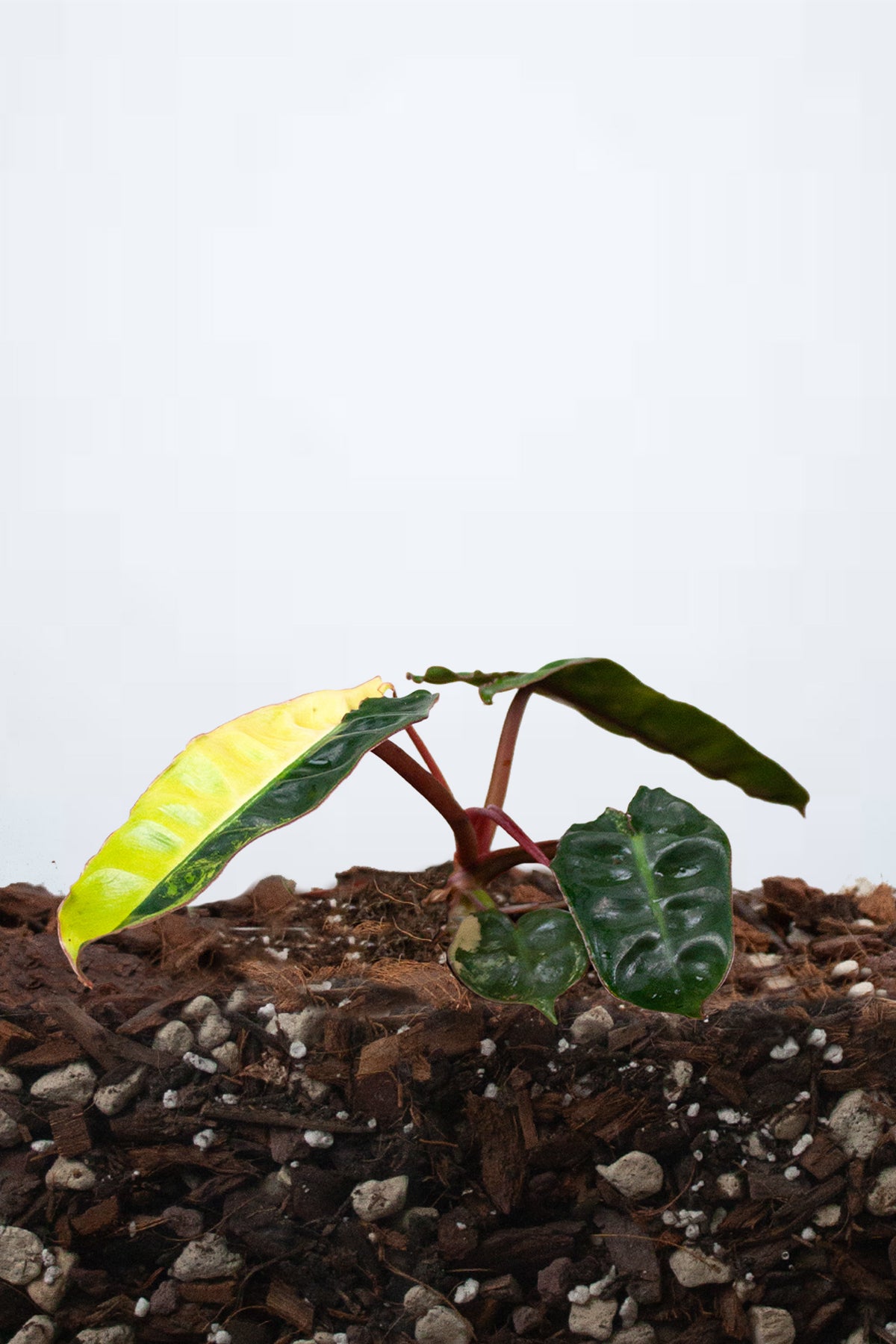 Philodendron billietiae ‘Variegata’
