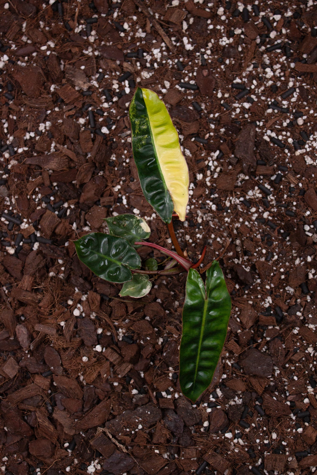 Philodendron billietiae ‘Variegata’