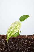Monstera deliciosa ‘Devil Monster’