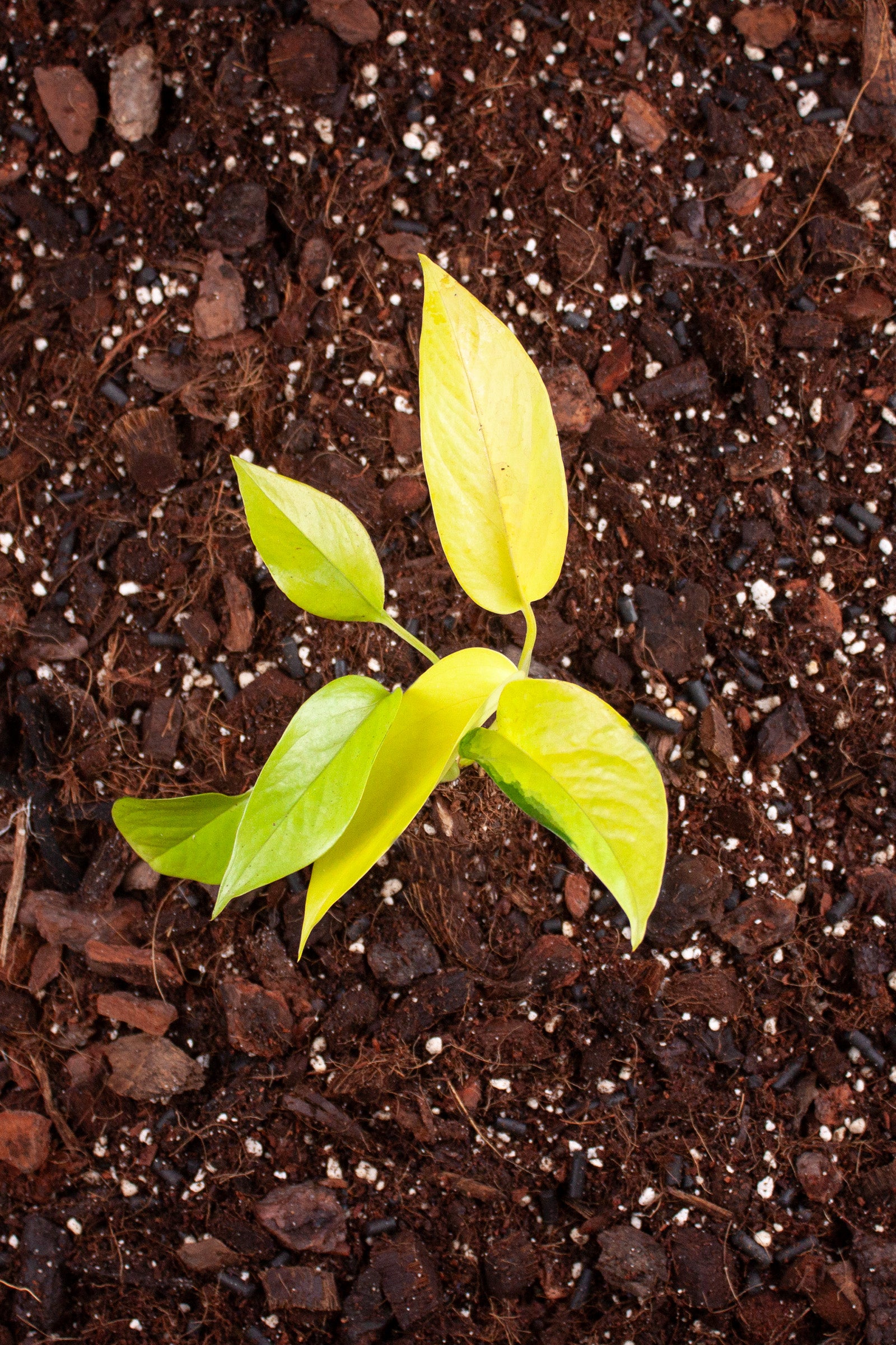 Epipremnum Neon Gold