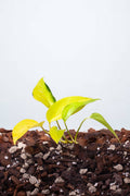 Epipremnum Neon Gold