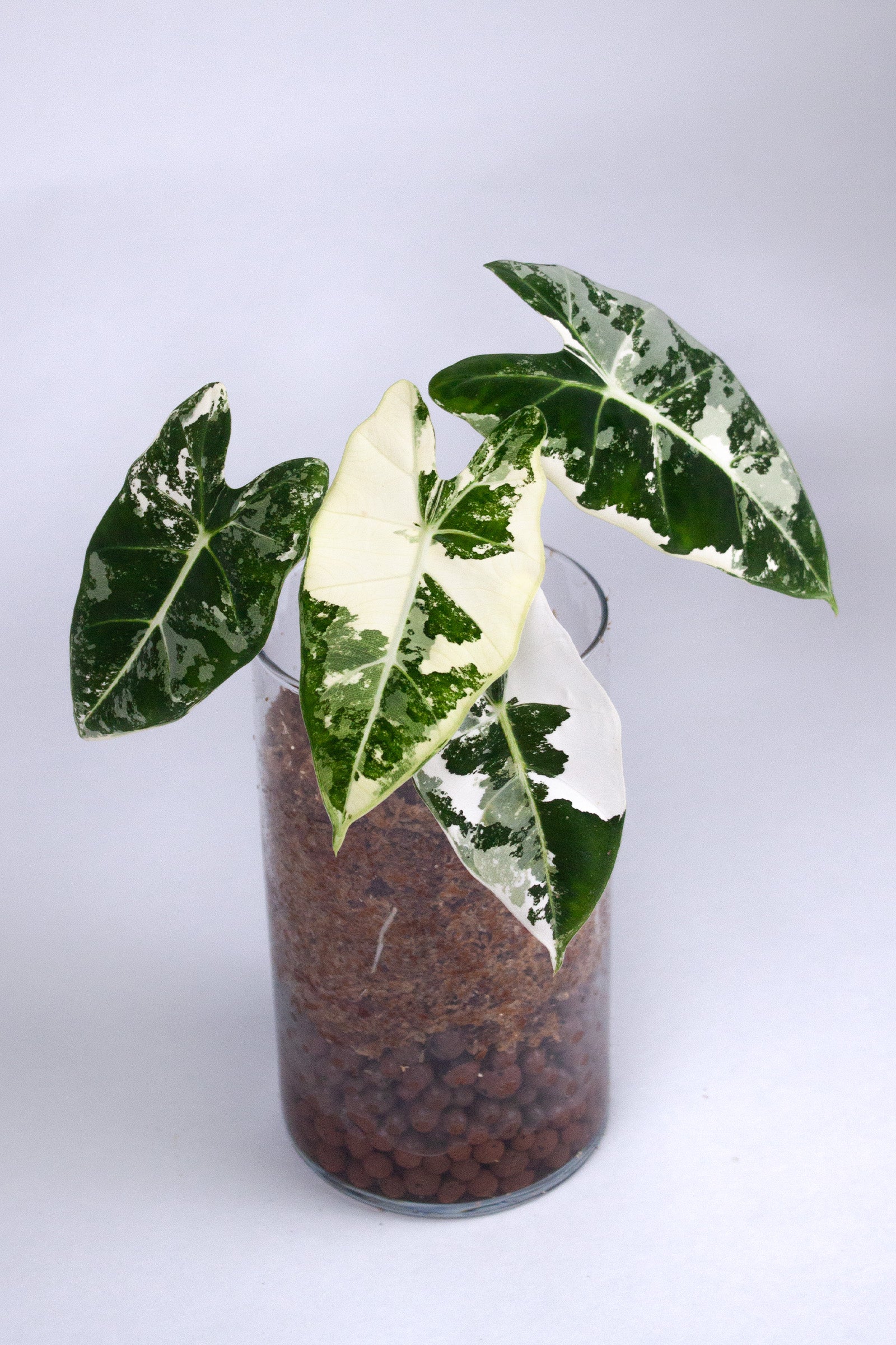 Alocasia frydek ‘Variegata’